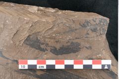 Foto (Detailansicht) von Quercus drymeja Unger (NHMW-GEO-2024-0188-8056b)
